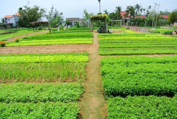 Green House Homestay Hội An Extérieur photo