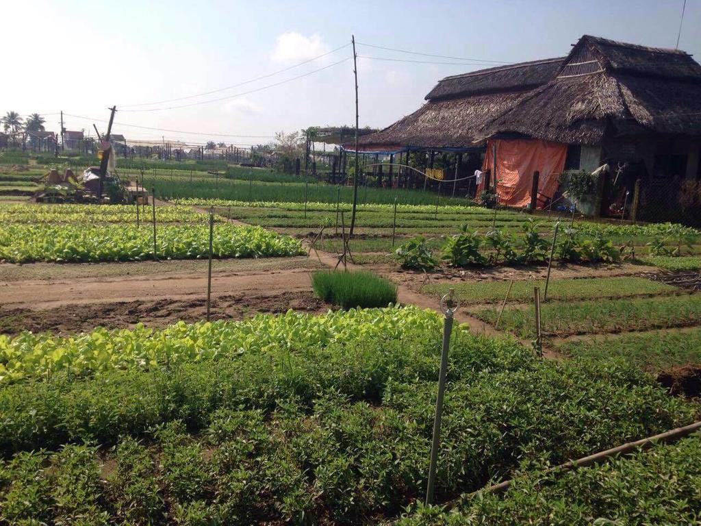 Green House Homestay Hội An Extérieur photo